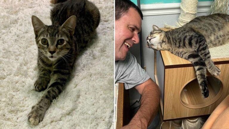 shelter cat