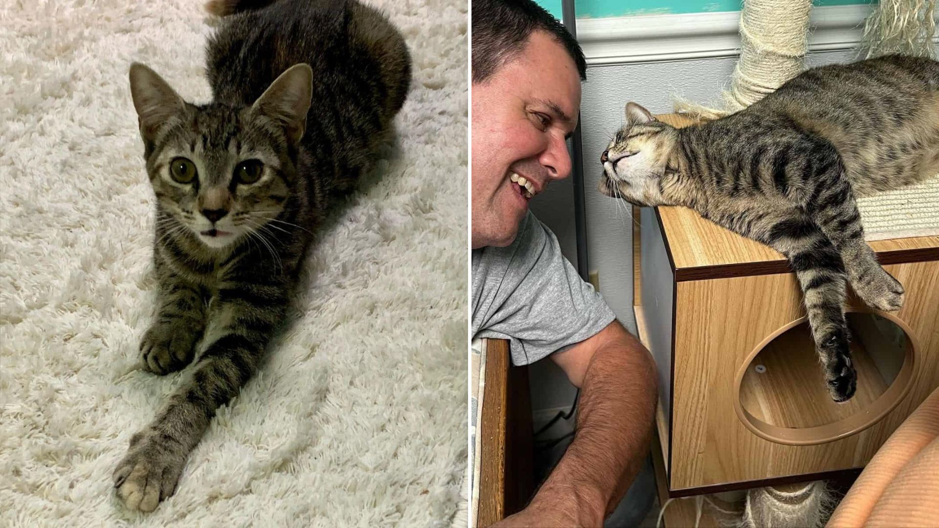 shelter cat