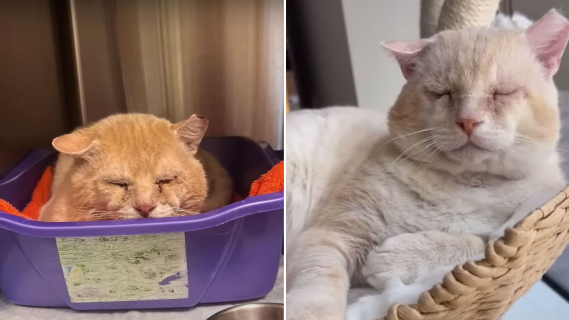 Bullied Cat