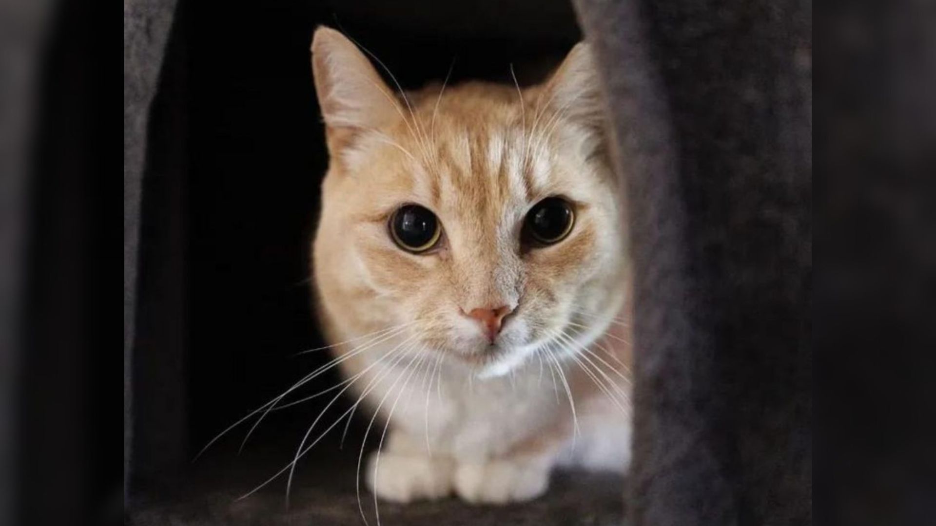 After His Owner Passed Away, Maryland Cat Ended Up In The Shelter Trying Hard To Get Noticed