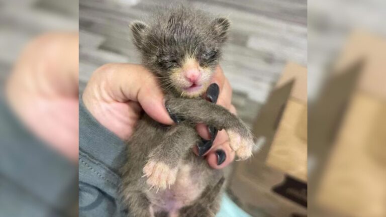 After Losing Her Litter Texas Kitten Finds A Second Chance