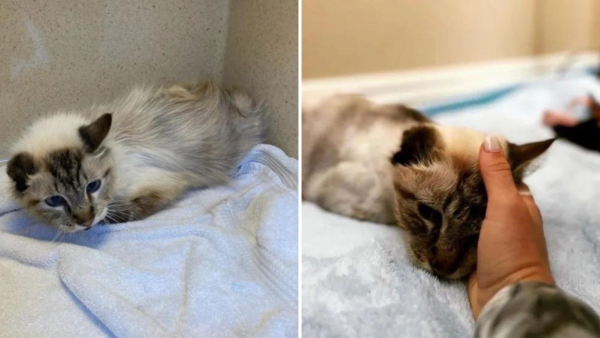 After Losing His Owner A One-Eared California Cat Faces A Shocking Turn