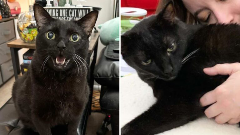 black cat