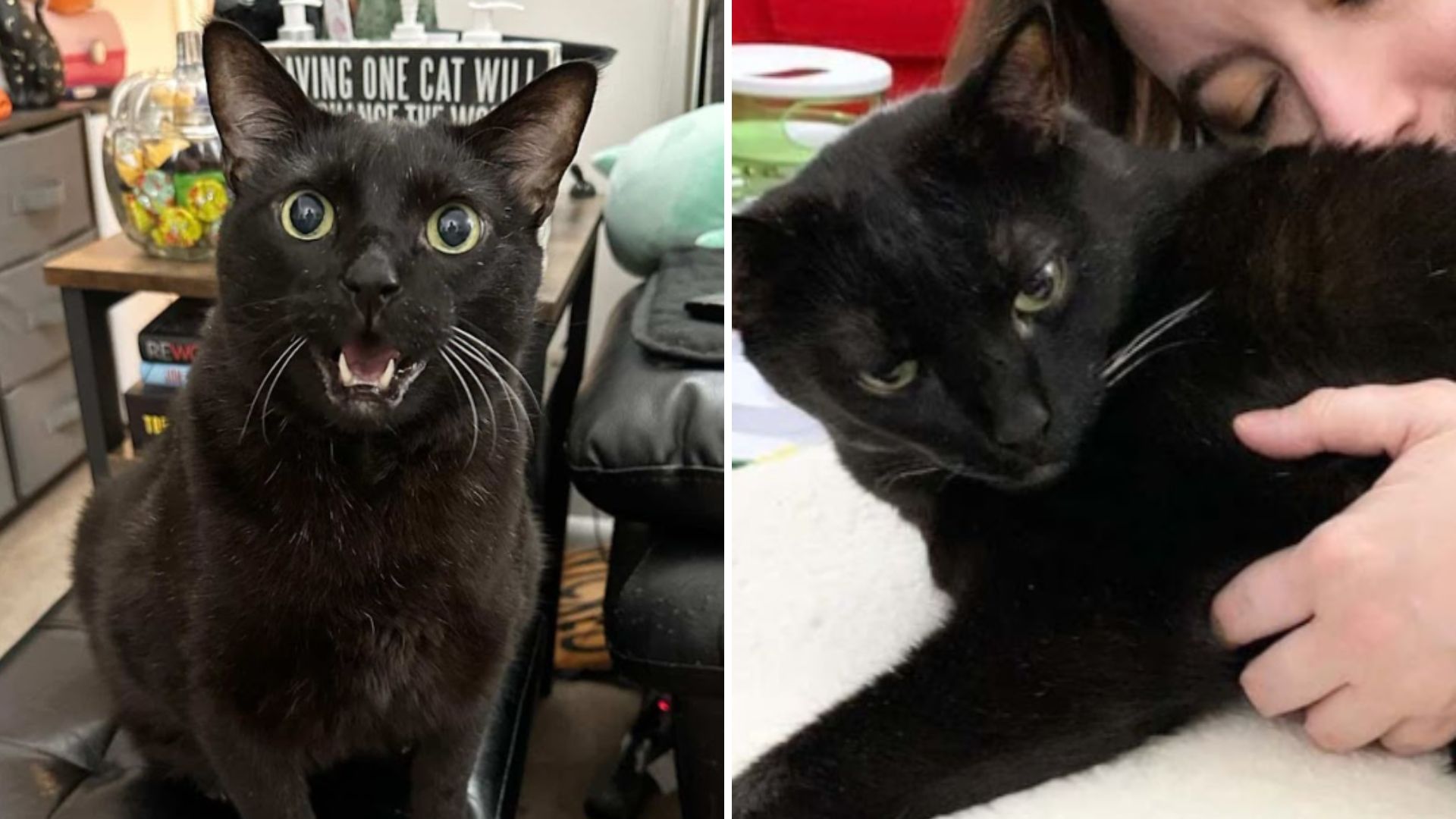 black cat
