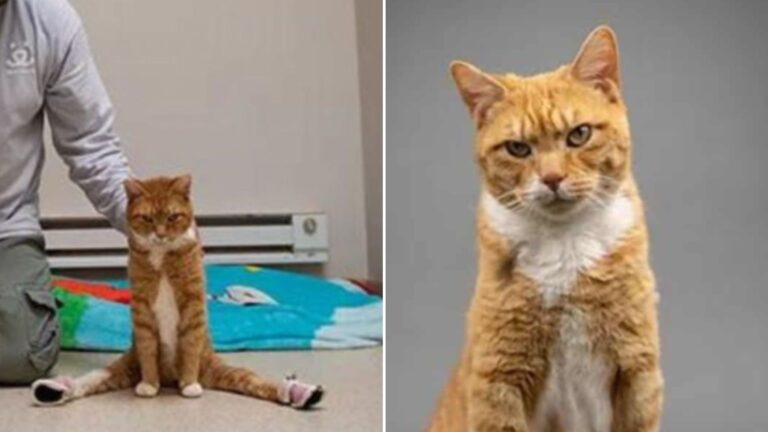 After Surviving A Brutal Car Crash, Paralyzed Cat Learns To Walk Again Thanks To Utah Rescue