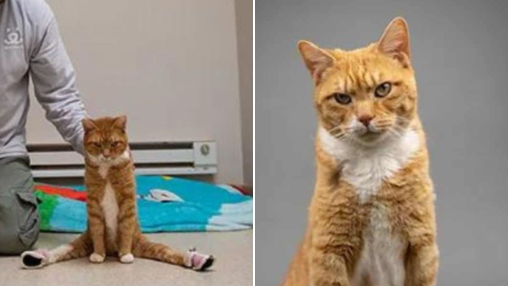 After Surviving A Brutal Car Crash, Paralyzed Cat Learns To Walk Again Thanks To Utah Rescue