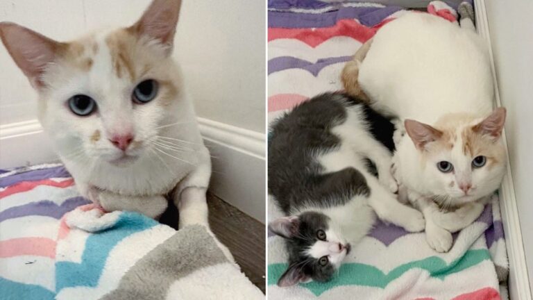 two cats