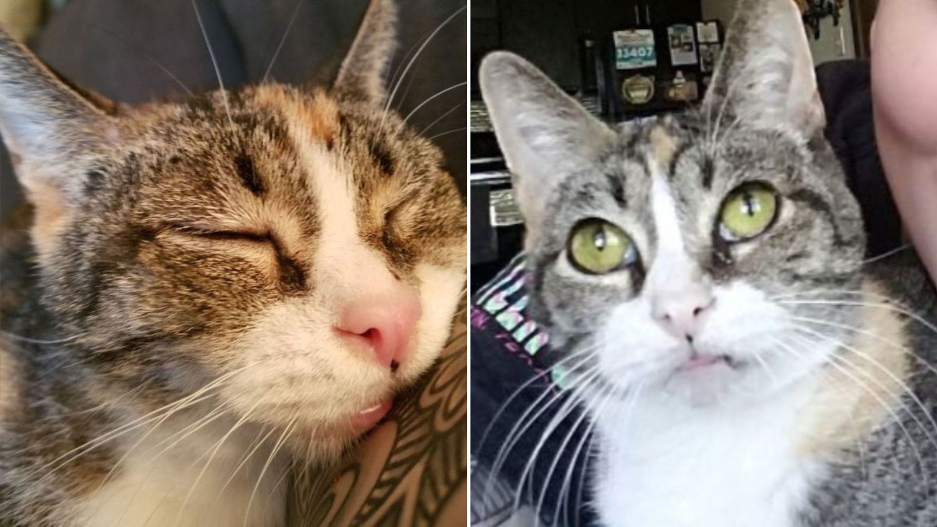 senior deaf cat