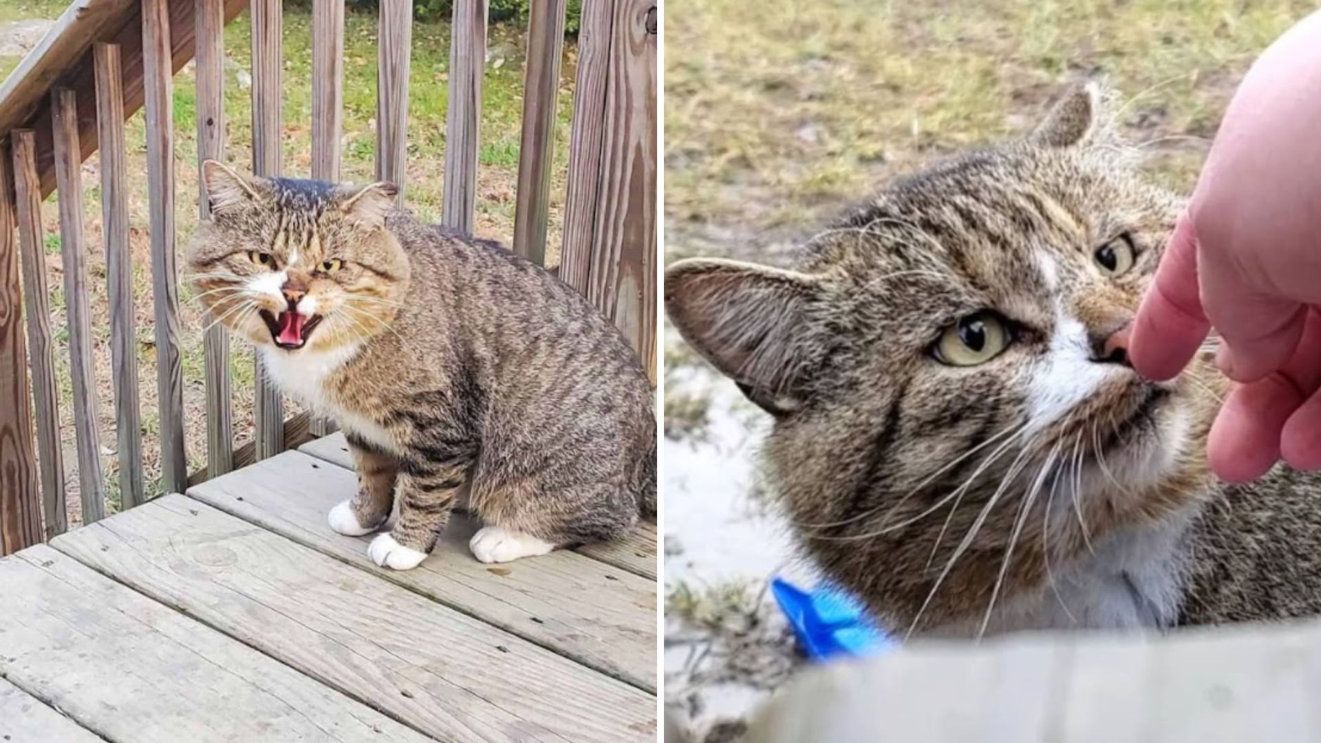 feral cat finds his happy place