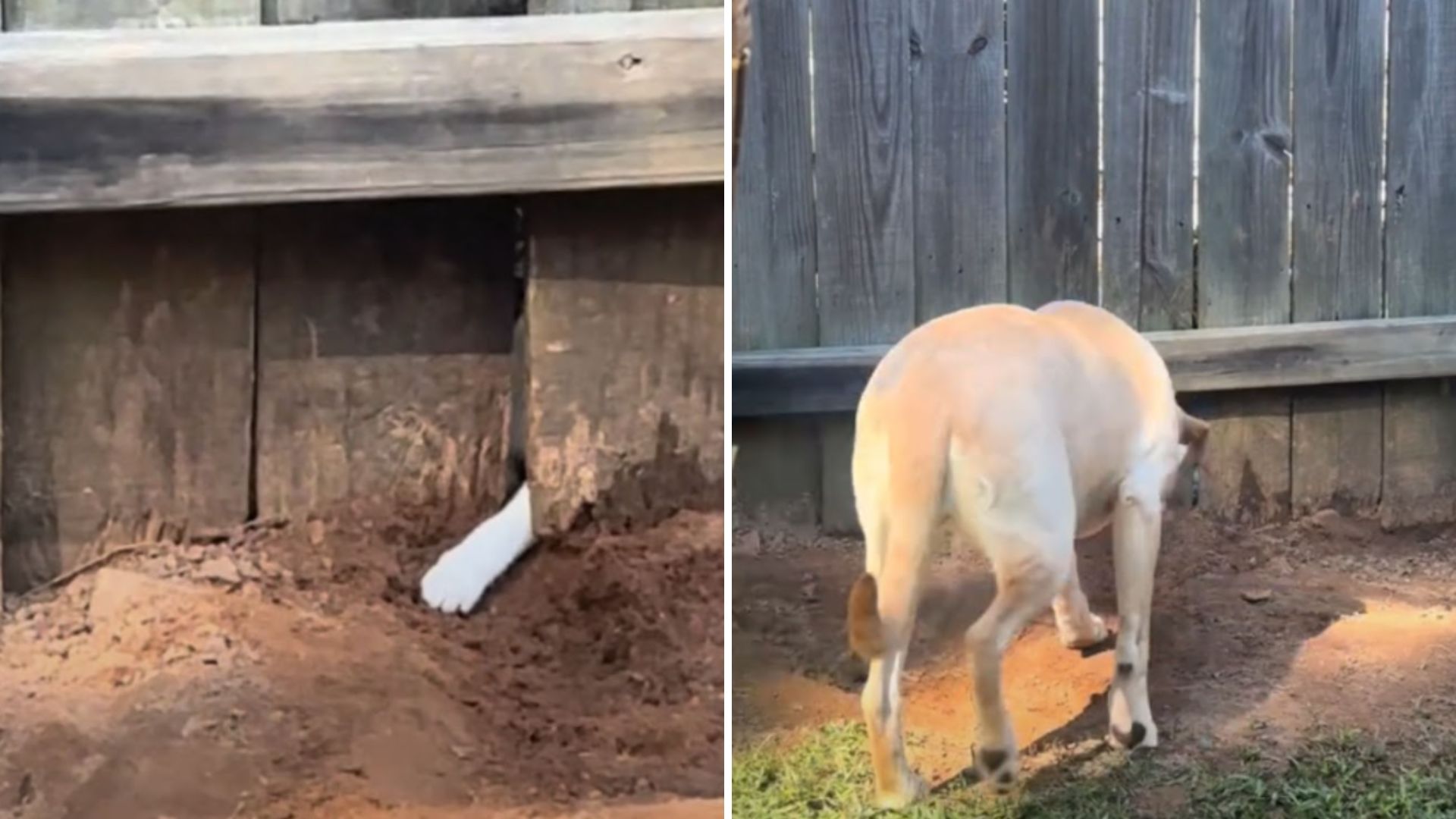 dog digging