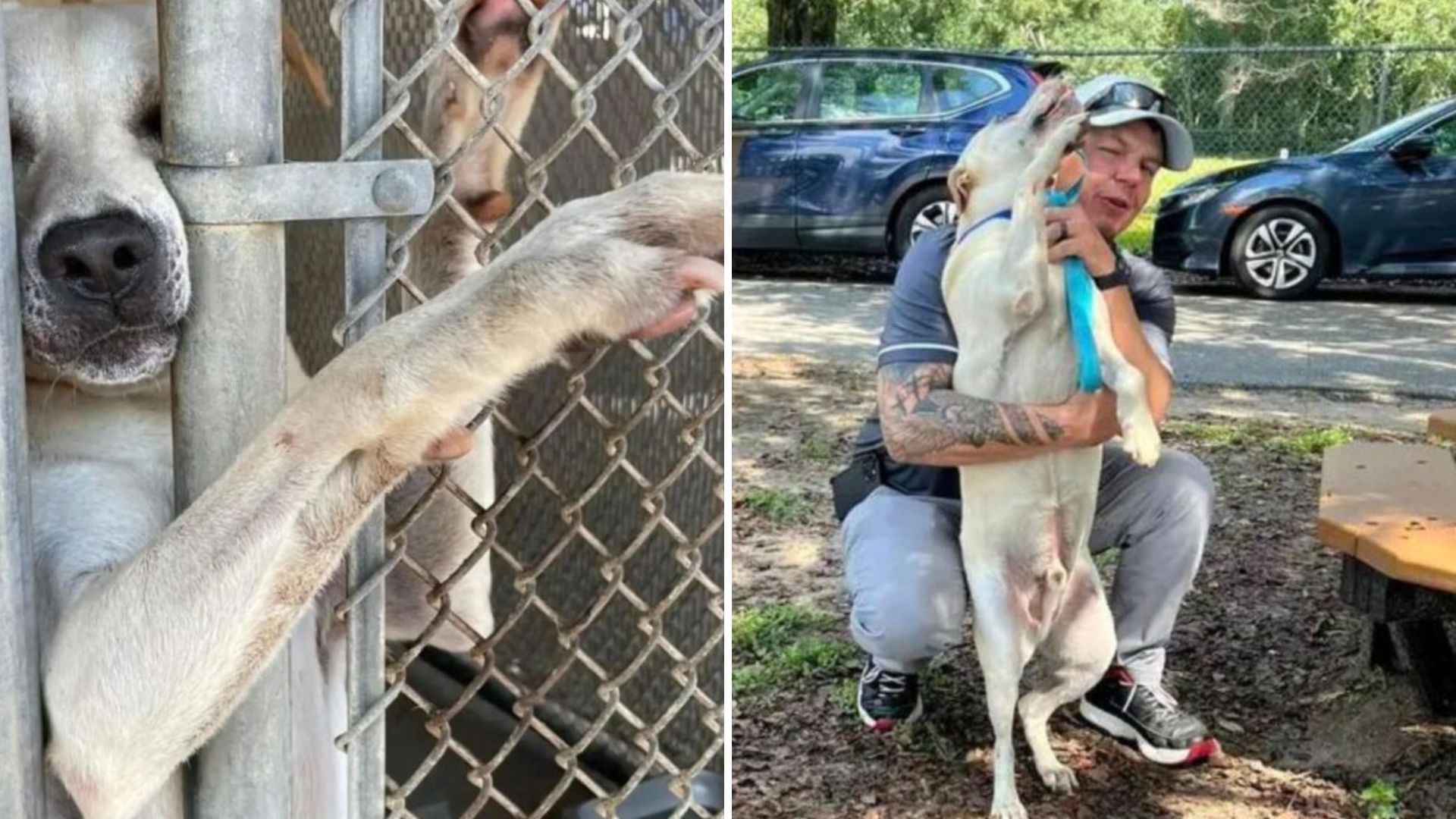 shelter dog