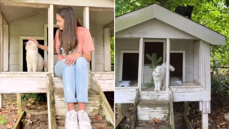 cat in the chicken coop