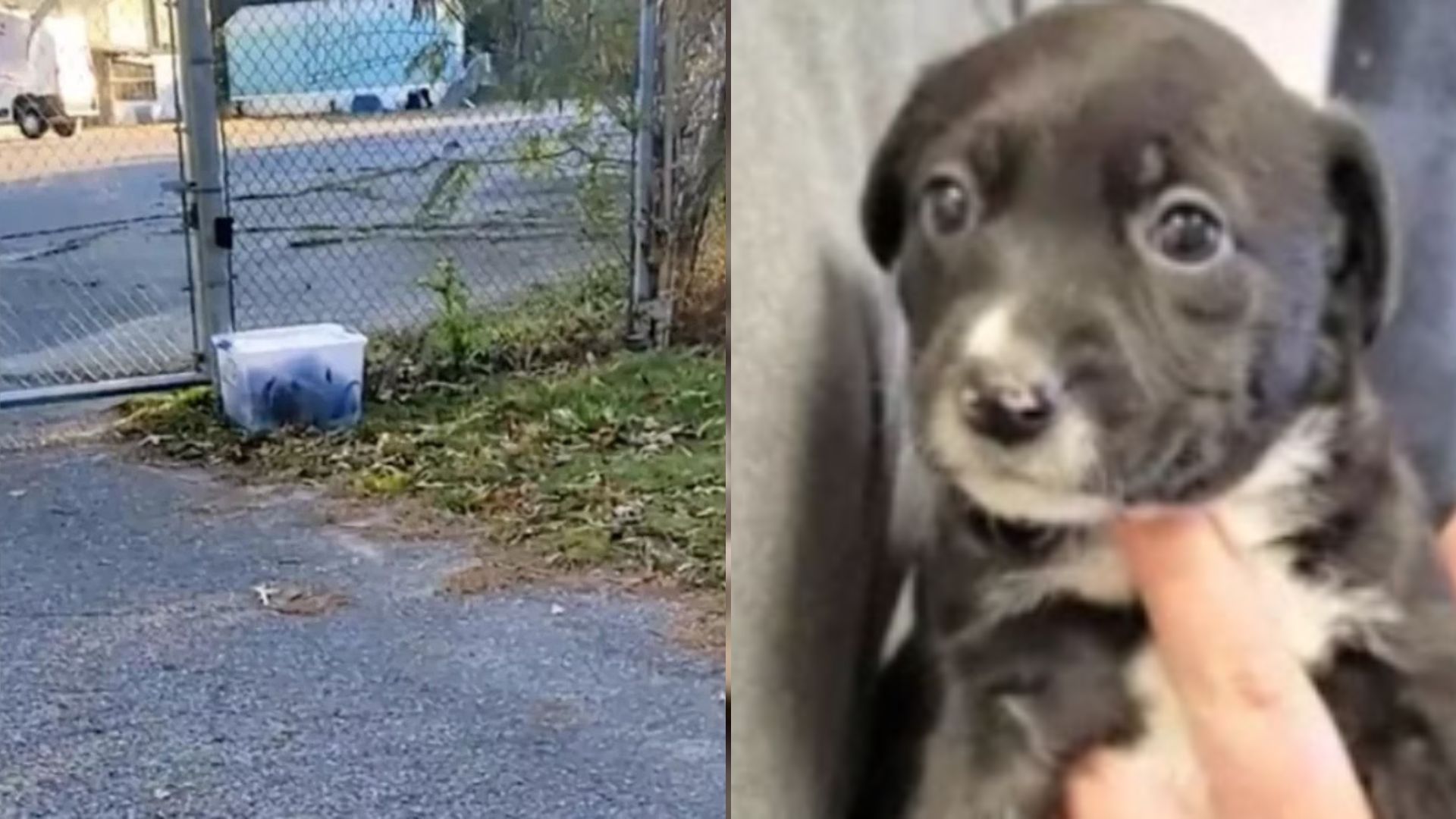 abandoned puppies in a container