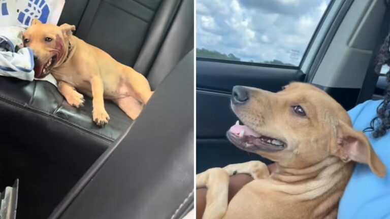 woman rescues puppy from roadside