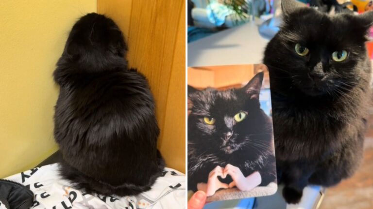 black cat