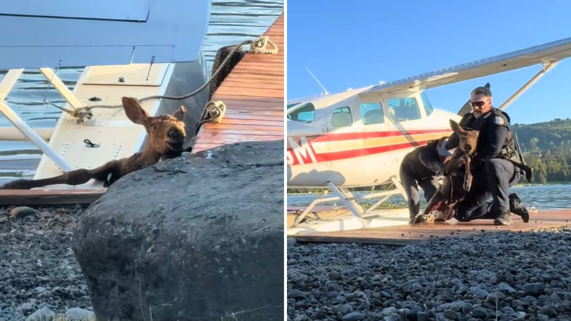 man rescues trapped baby moose
