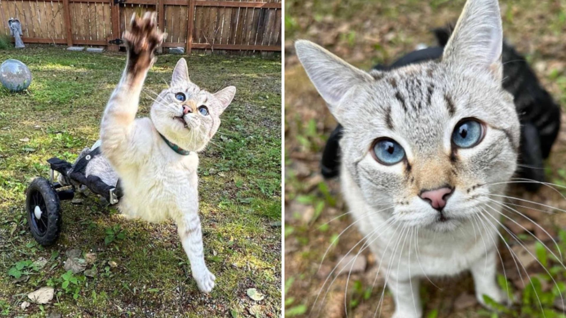 This Paralyzed Cat From Alaska Proves Every Day Can Be An Adventure