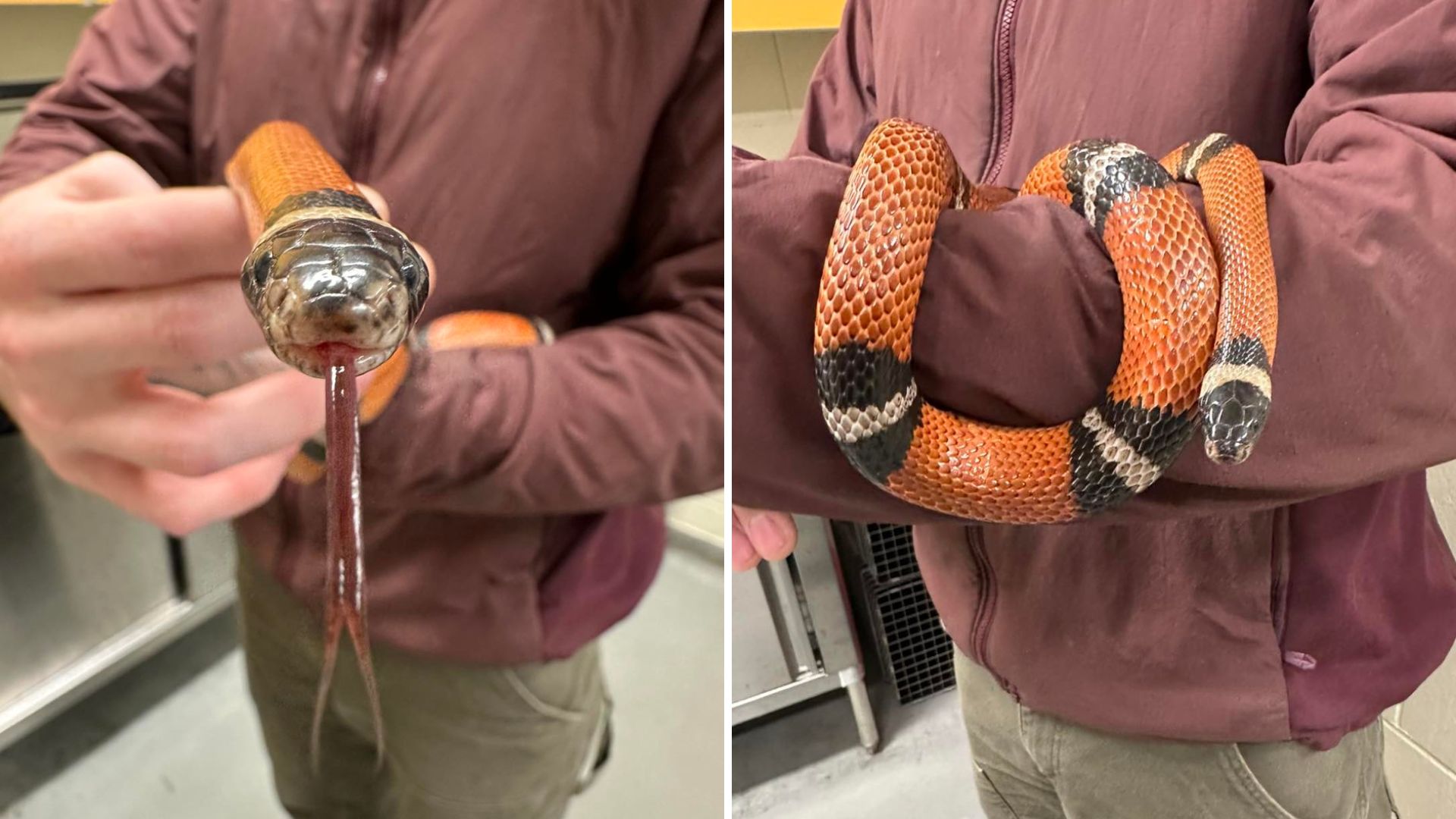 Stray Snake