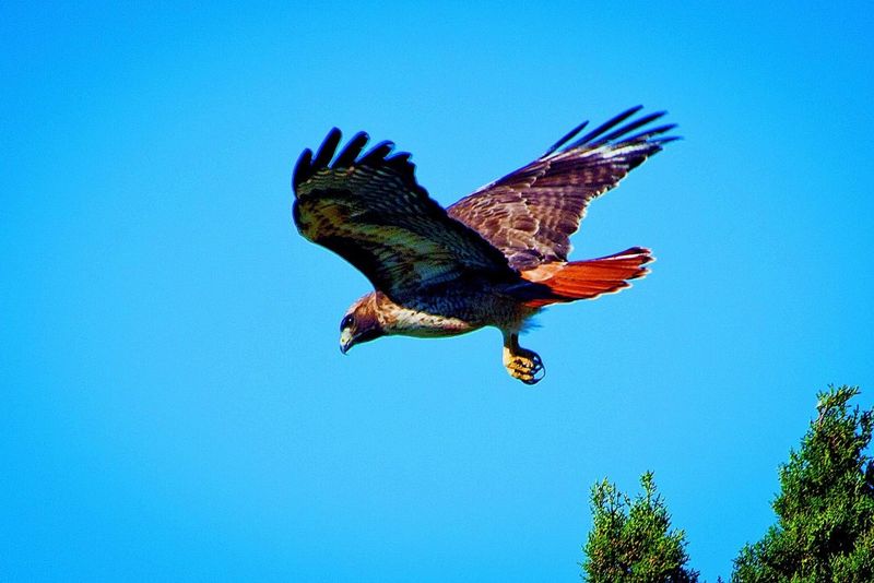 Red-tailed Hawk