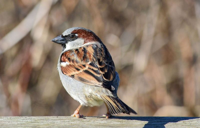 House Sparrow