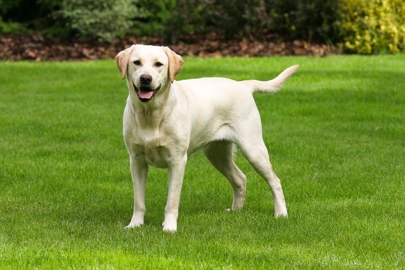 Labrador Retrievers