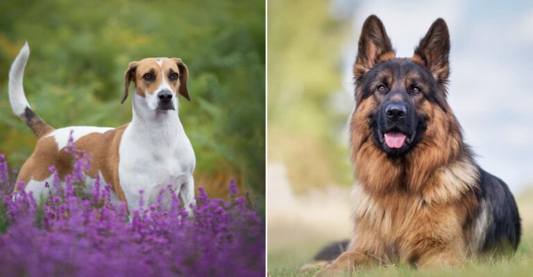 America’s Most And Least Popular Dog Breeds