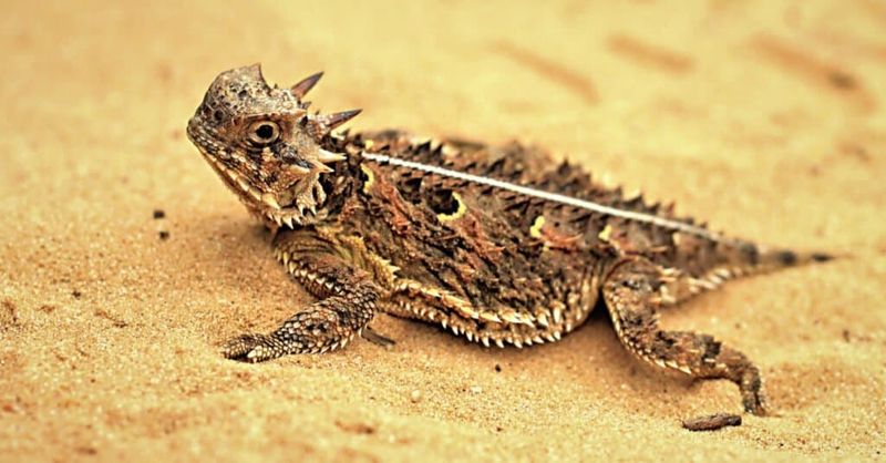 Horned Lizard - The Rain Bringer