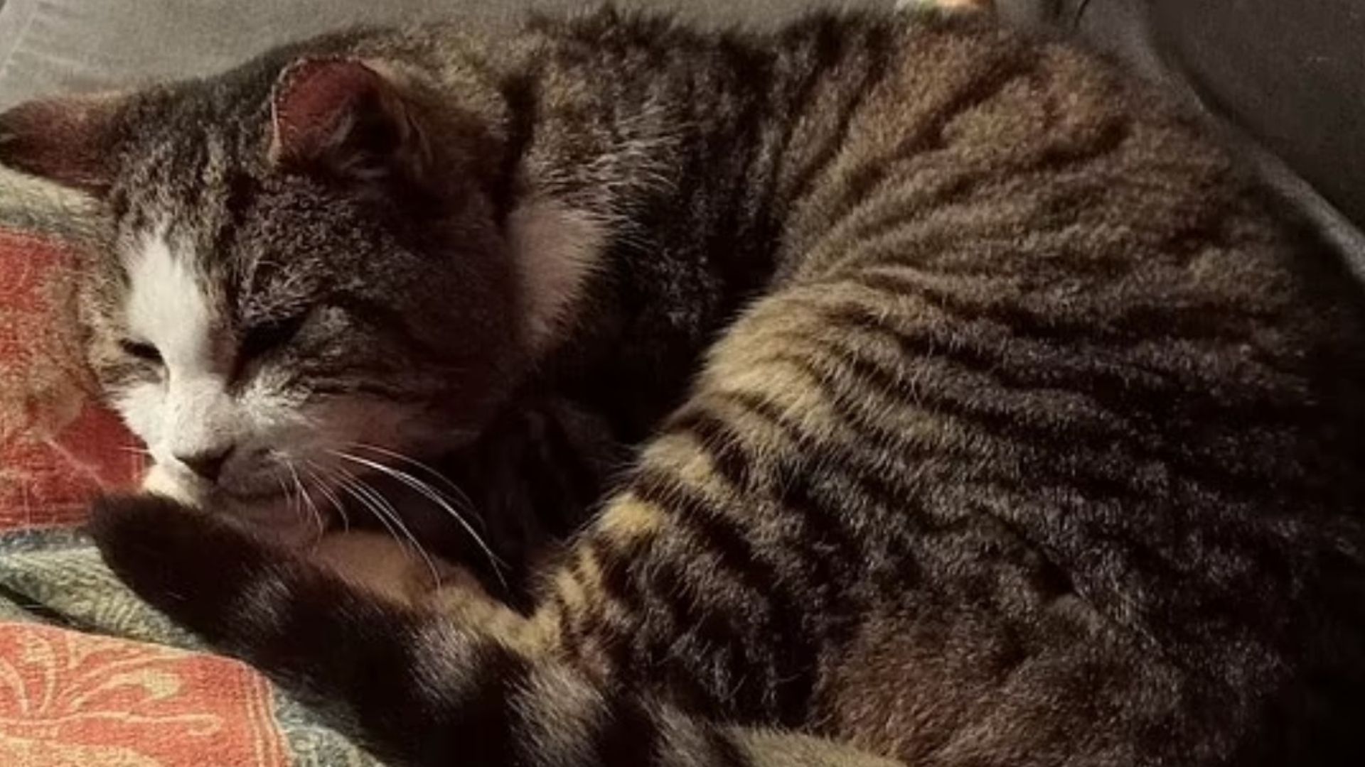 sleepy cat
