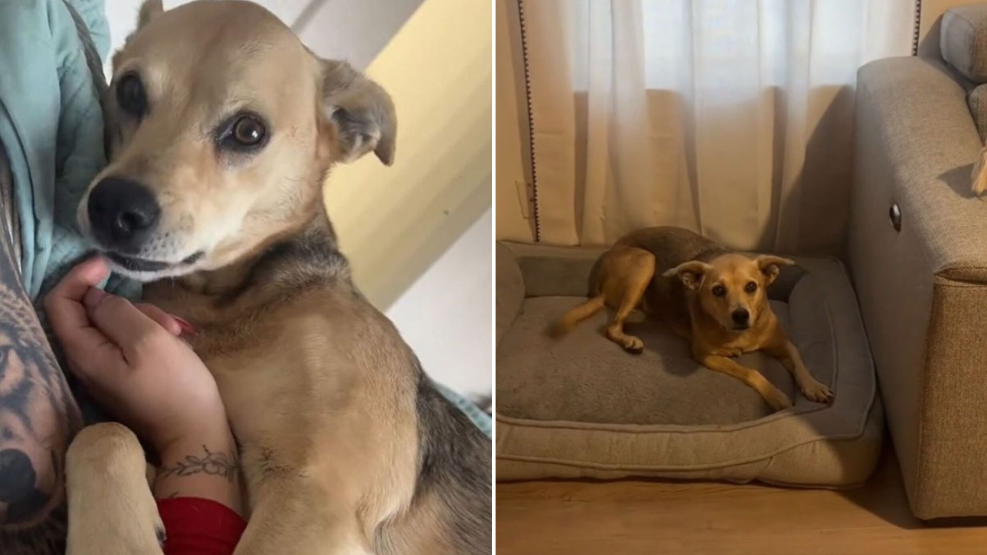 adopted pup