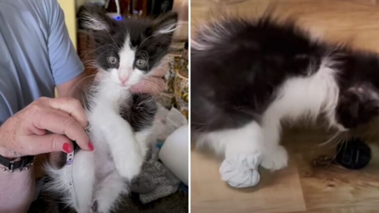 kitten without hind paws