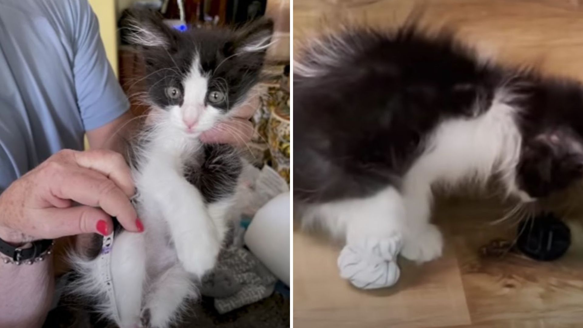 kitten without hind paws