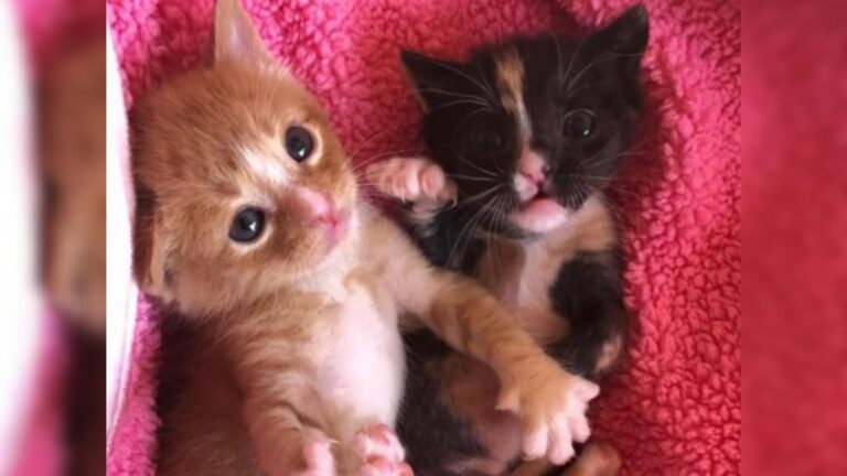 Arizona Kittens Abandoned And Without Mom Fight To Survive Together