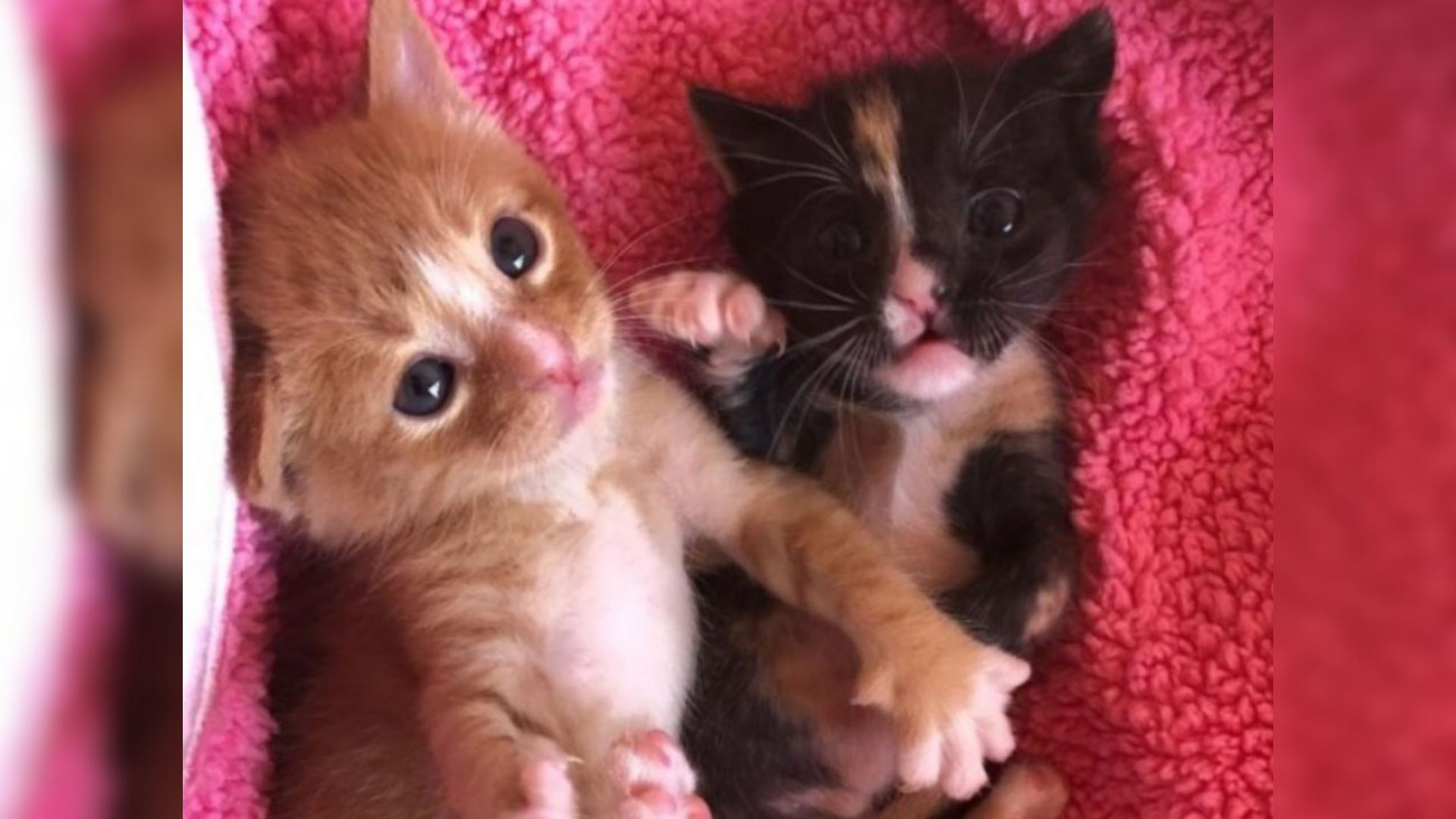Arizona Kittens Abandoned And Without Mom Fight To Survive Together