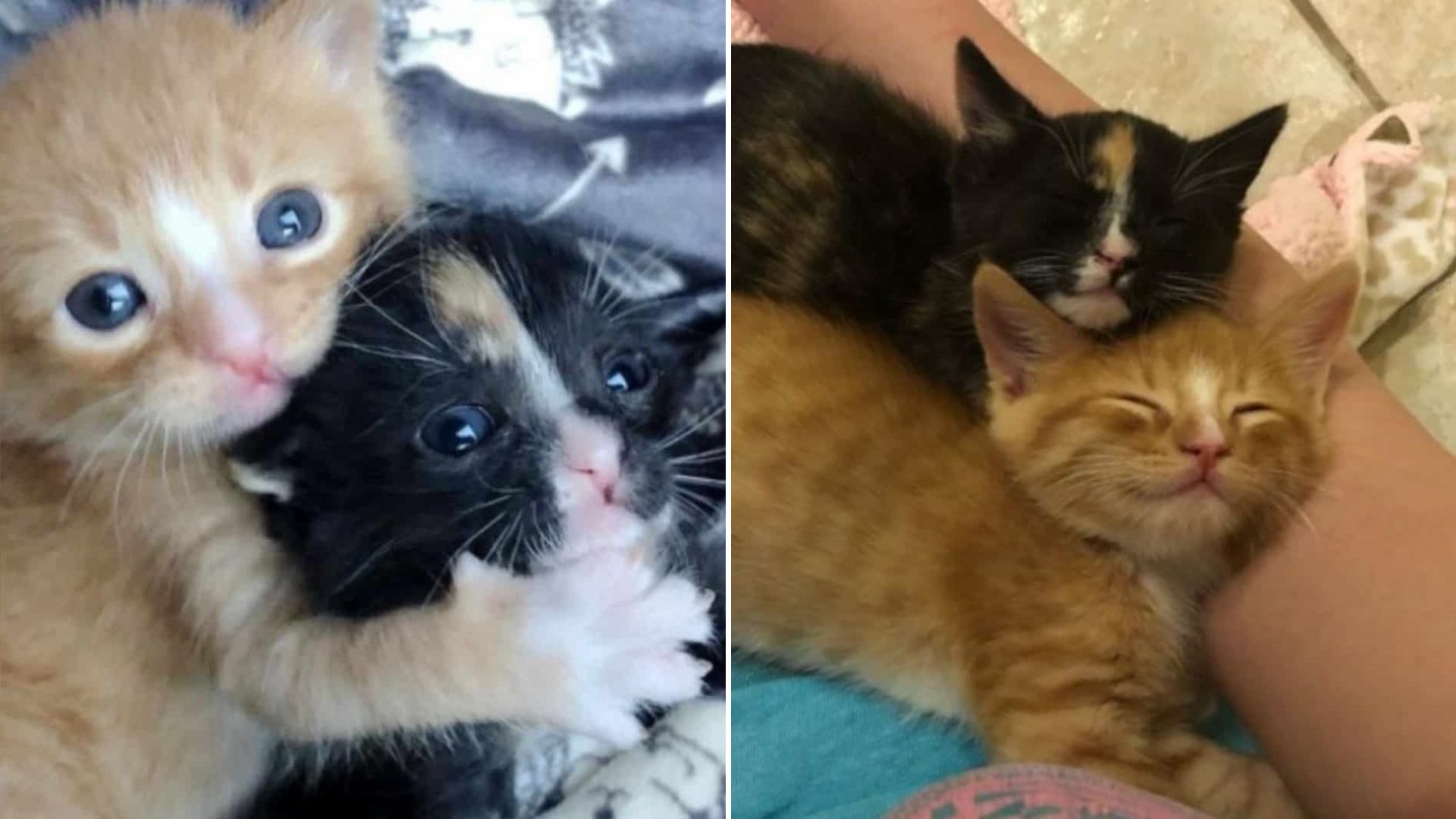 struggling kittens