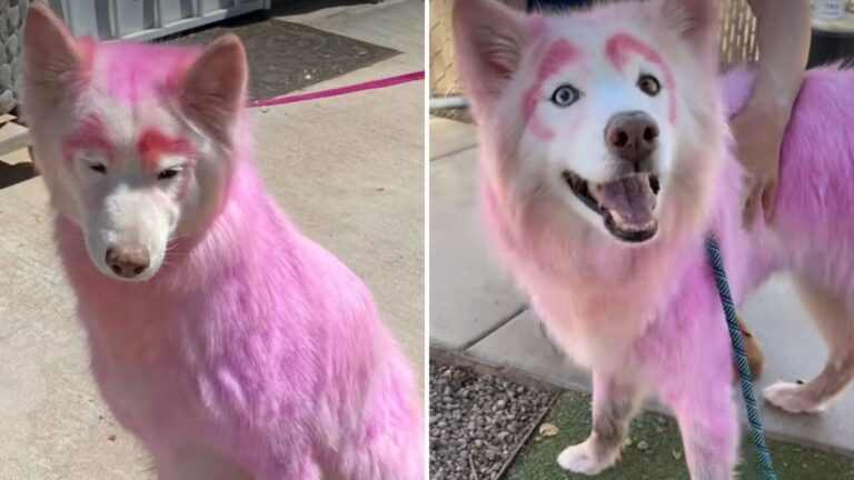 Arizona Team Brought To Tears After Finding Senior Dog With Pink Fur Wandering The Streets