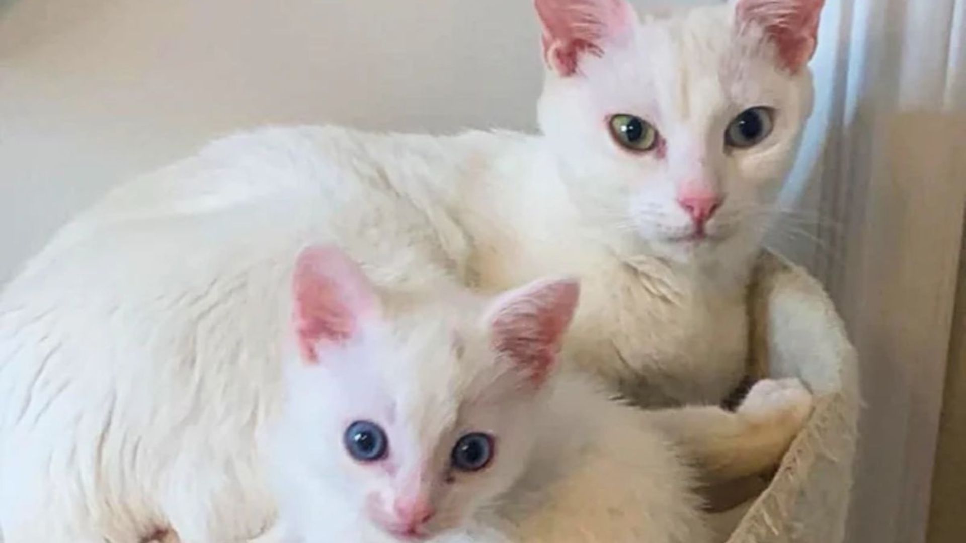 mama cat and kitten