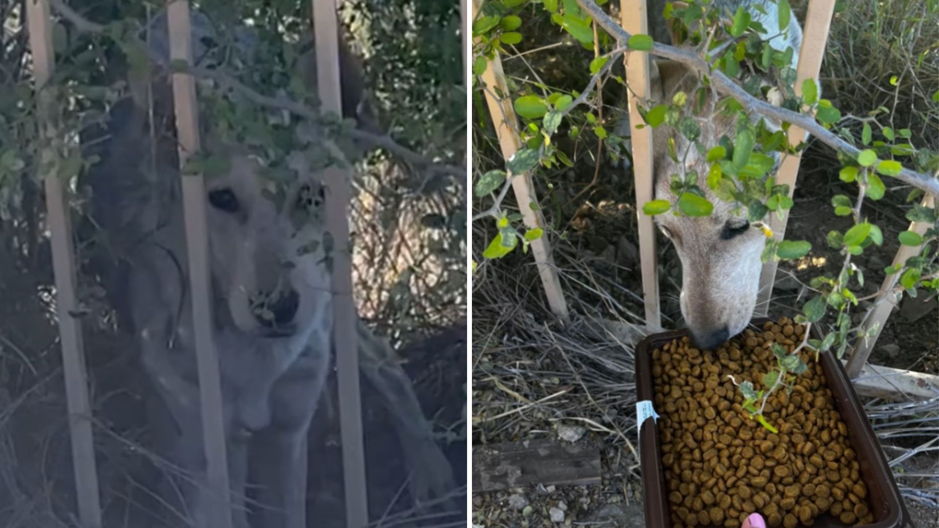 coyote like creature