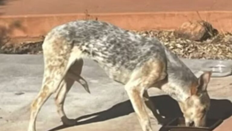 coyote