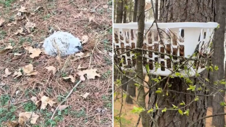 woman rescues baby great horned owl