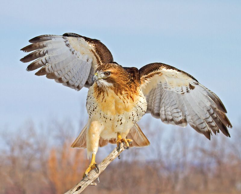 Soaring Red-Tailed Hawks