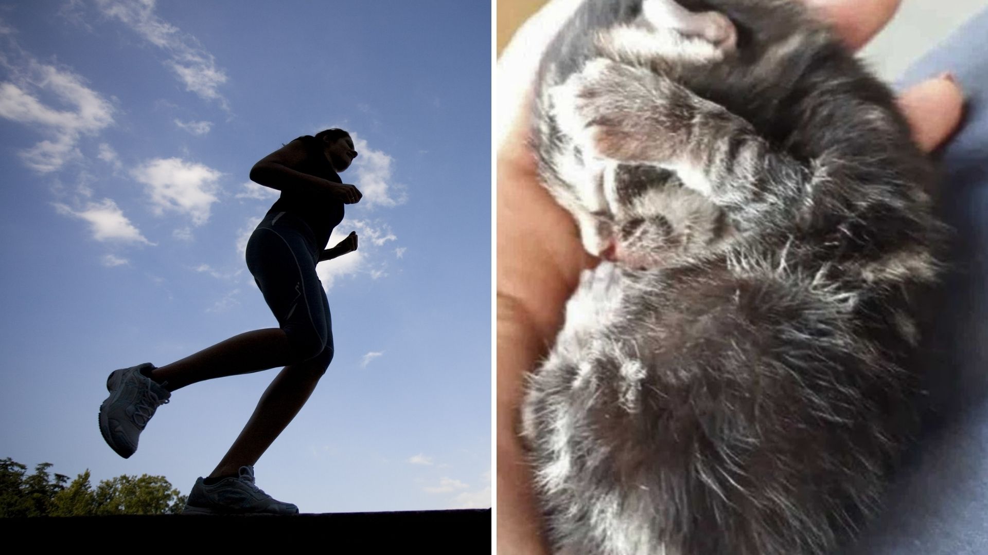 kitten falling from sky