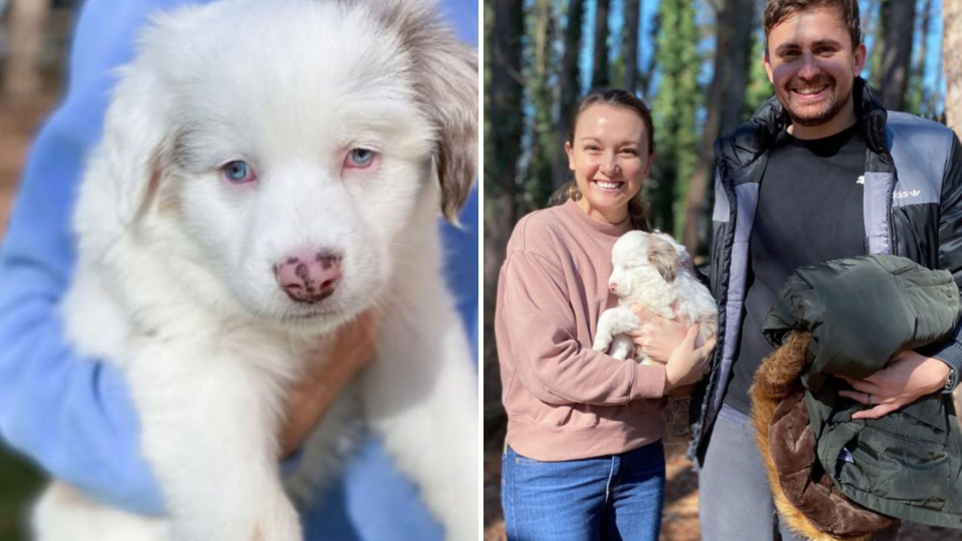 deaf and blind puppy
