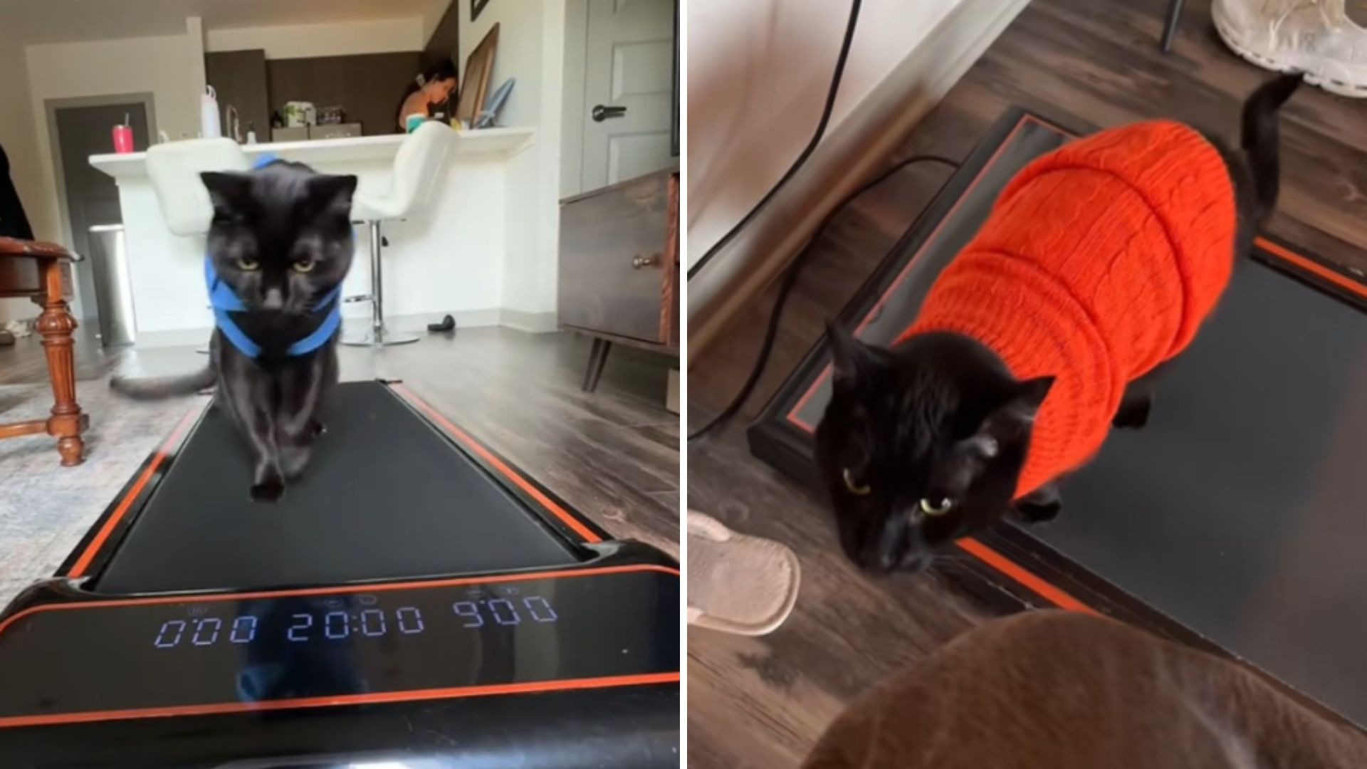 cat walking on a treadmill