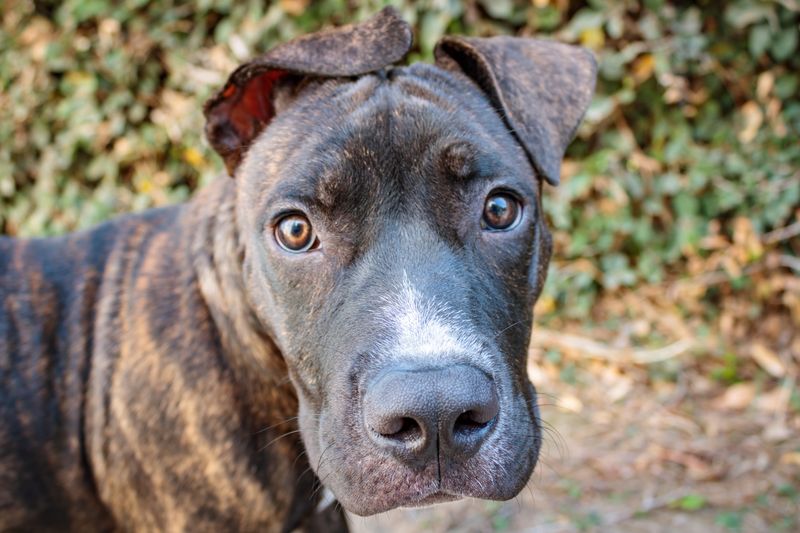 Pit Bull Mixes
