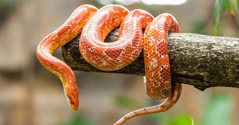 Corn Snakes