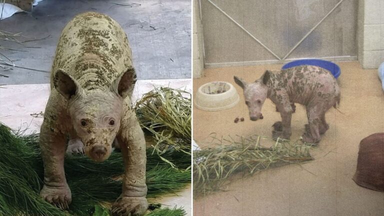 bald bear