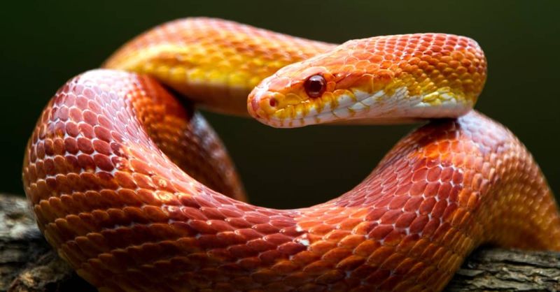 Corn Snakes