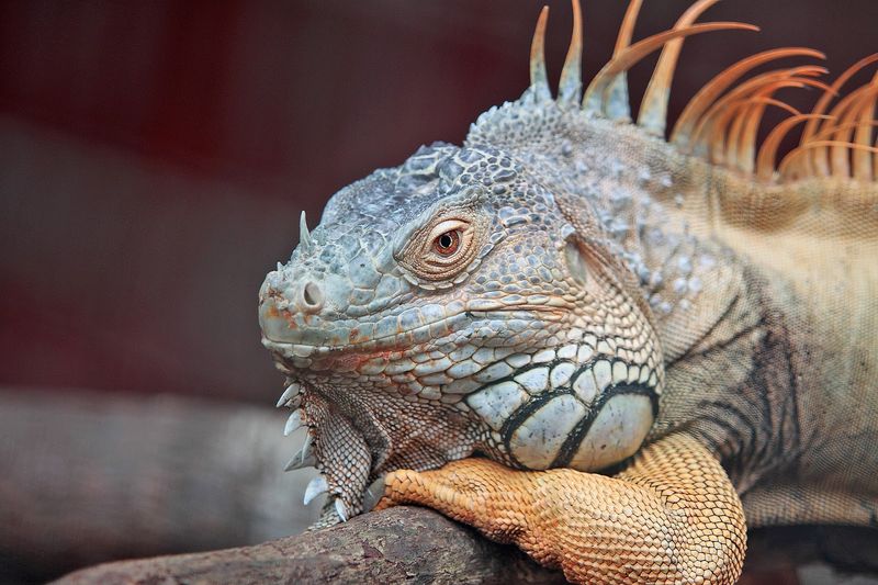 Iguanas