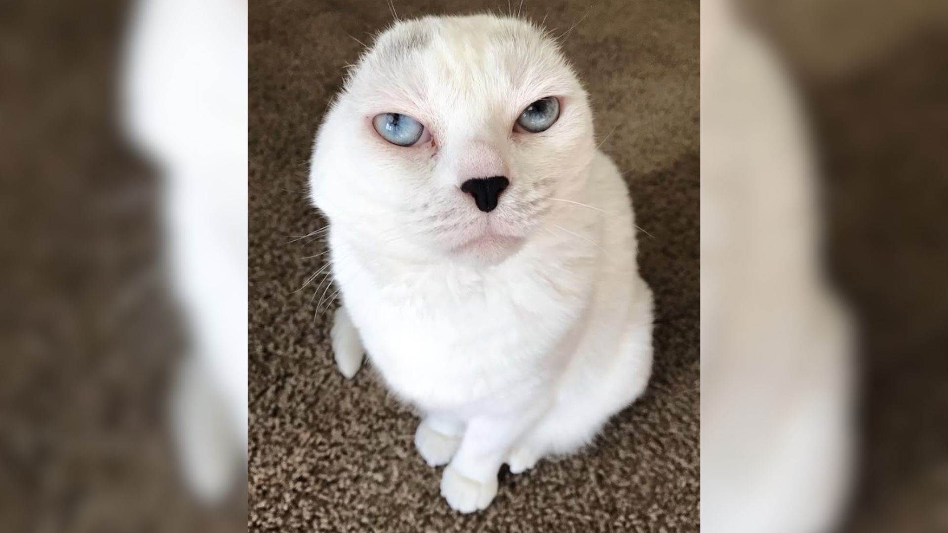 Baltimore Cat Without Ears Finally Finds A Loving Home After Being Ignored By All