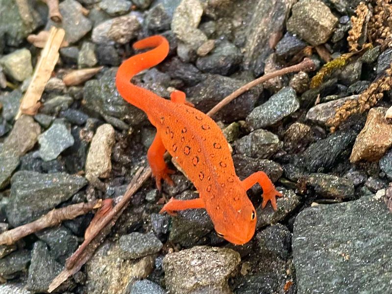Poisonous Amphibians